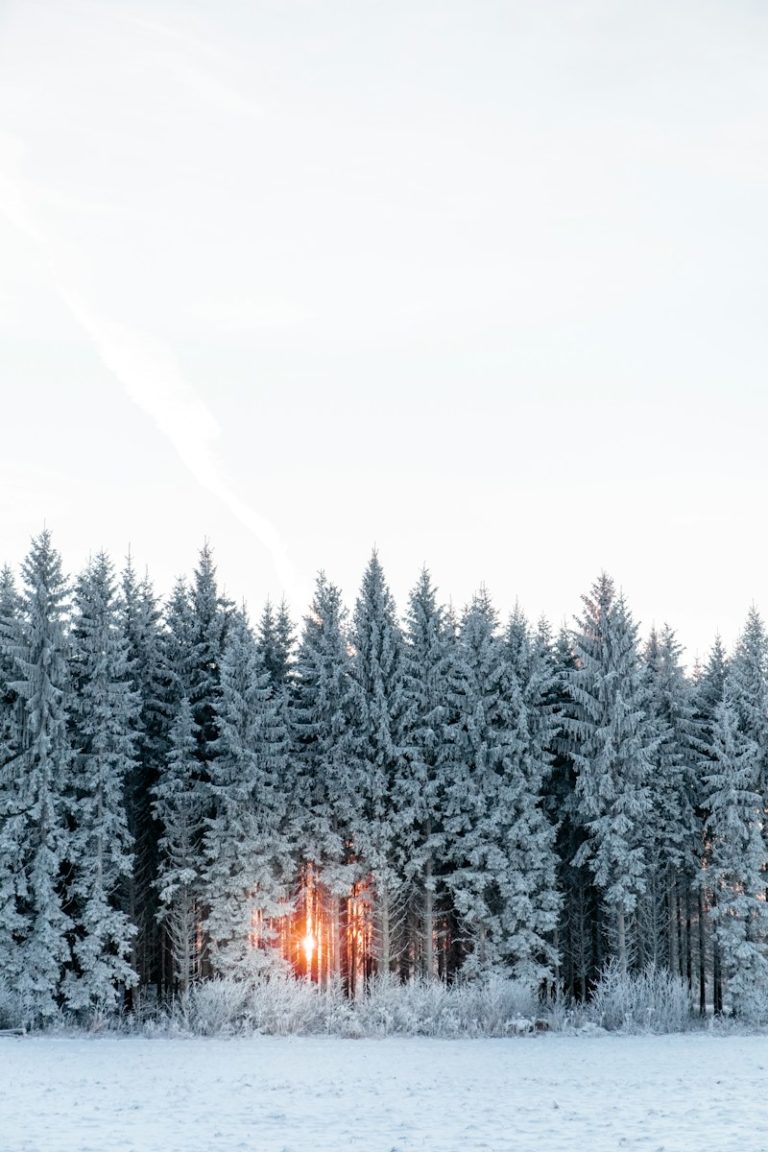 a snow covered forest with a light shining through the trees